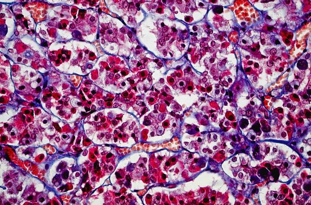 ¿Es realmente el género una construcción cultural?